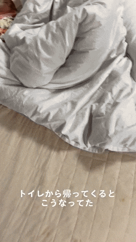cuteanimalland giphyupload GIF