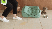 Dog GIF by WAP