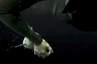 shark GIF