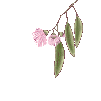 Gum Tree Pink Sticker