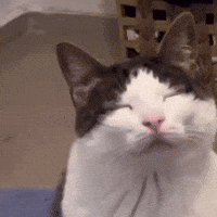 Cat GIF