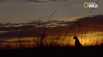 african cats big cat week GIF by Nat Geo Wild 