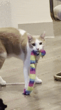 Chinese Cat GIF