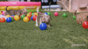 Dog Playing GIF by PeacockTV