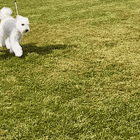 Westminster Dog Show GIF by Westminster Kennel Club