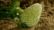 ApexAgro  GIF