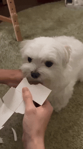 cuteanimalland giphyupload GIF