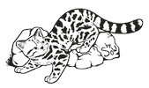 ocultoaplenavista cat sticker gato sow Sticker