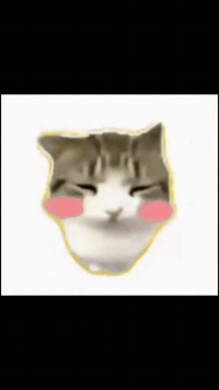 Cat Car GIF