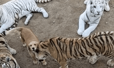 cuteanimalland giphyupload GIF
