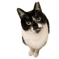 In Love Cat Sticker