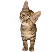 ねこ 猫 Sticker