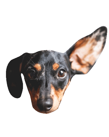 dachshund doxie Sticker by beangoods