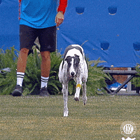 GIF by American Kennel Club