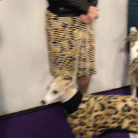 dog show dogs GIF by Westminster Kennel Club