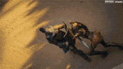 Fight Spin GIF by Spartacus