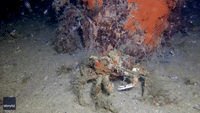 Creative Crustacean Puts on Crab-tivating Underwater Fashion Show