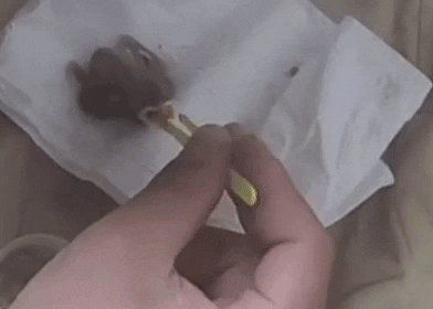 babodorai giphyupload GIF