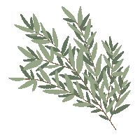 delaneyylauren sticker green aesthetic tree Sticker
