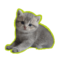 British Shorthair Cat Sticker