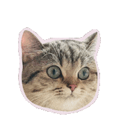 British Shorthair Cat Sticker