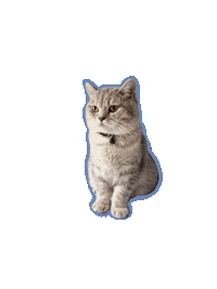 Cat Sticker
