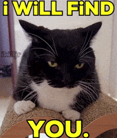 Cat Will GIF