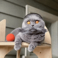 Catbuzz GIF