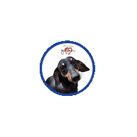 Sausage Dog Dachshund Sticker by Pimp Yo Pets