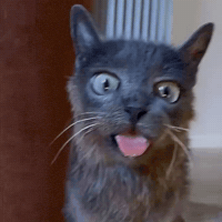 Cat Kitty GIF by Respective