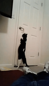 Clever Cat Learns How to Open Door
