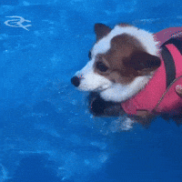 Scared Corgi GIF by Respective