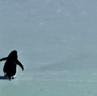 Penguin GIF