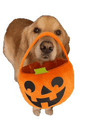 Trick Or Treat Halloween Sticker by Finley