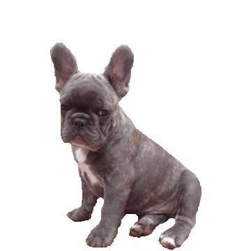 dog puppy STICKER by imoji