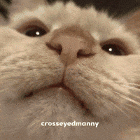 Cat GIF