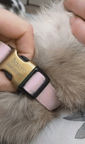 hugoscollars giphygifmaker GIF
