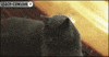 cat fun GIF
