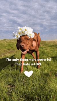 Dog Love GIF