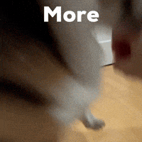 Dog Corgi GIF