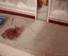 Kitten Fail GIF
