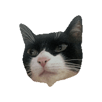 Tuxedo Cat Sticker