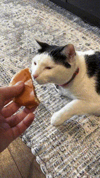 melon_n_finn cat meme silly cat melon be smellin GIF
