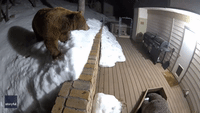 Bear Sniffs Around Security Camera at Wrightwood Home Before Dog Sounds Alarm
