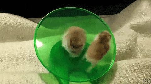 fun hamsters GIF