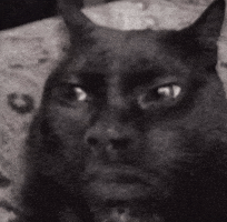 Cat Cringe GIF
