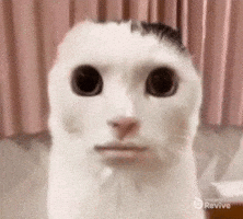 Wake Me Up Cat GIF