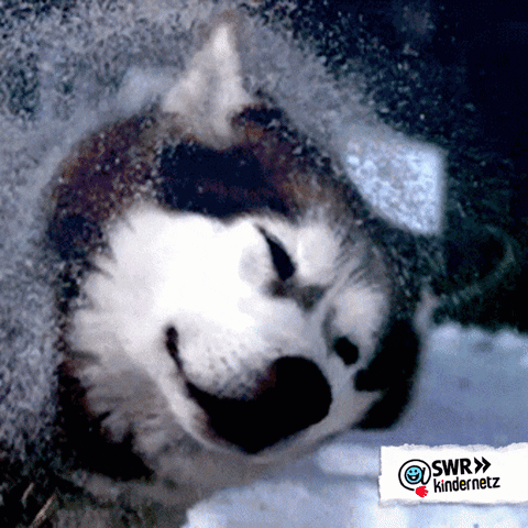 Dog Snow GIF by SWR Kindernetz