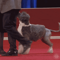 Happy Dog Show GIF by American Kennel Club