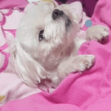 Puppy GIF